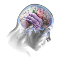 Mozak kao sredinji dio ivanog sustava ovjeka